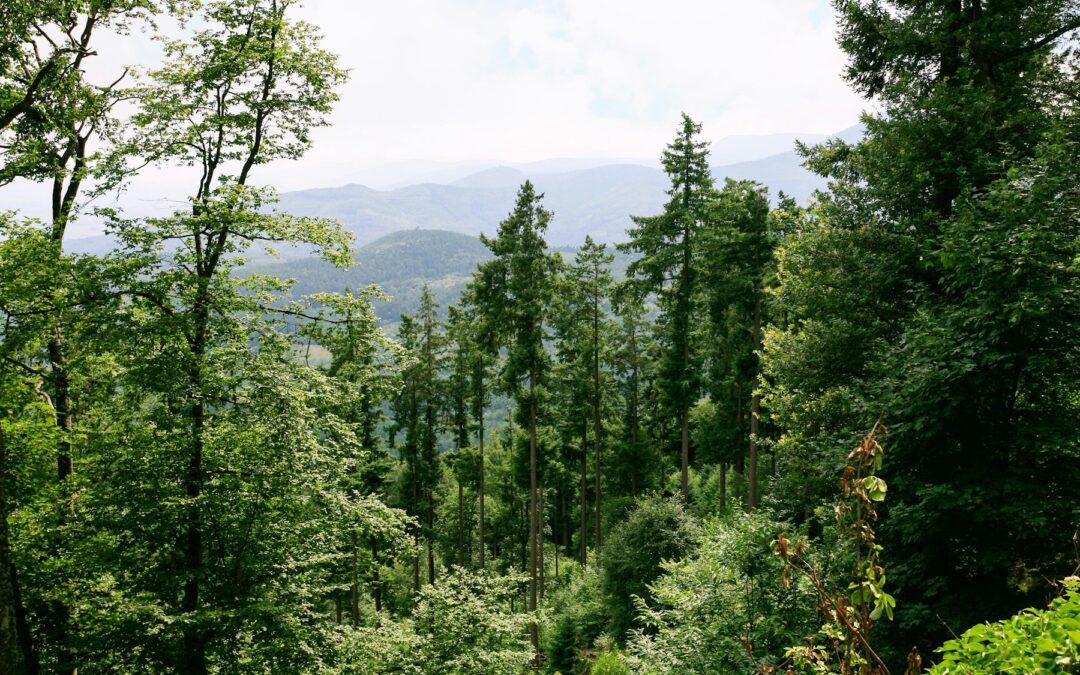 green woodland in Vosges Mountains in Alsace